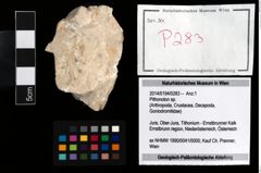 Foto (Objekt + Etikett) von Pithonoton sp.  (NHMW-GEO-2014-0194-0283)